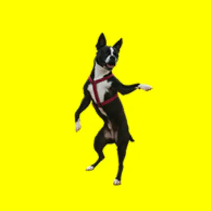 Dancing Dogs APP