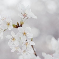 花匠金